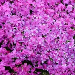 Meet your Posher, Gloria